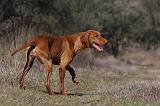 VIZSLA poil court 090